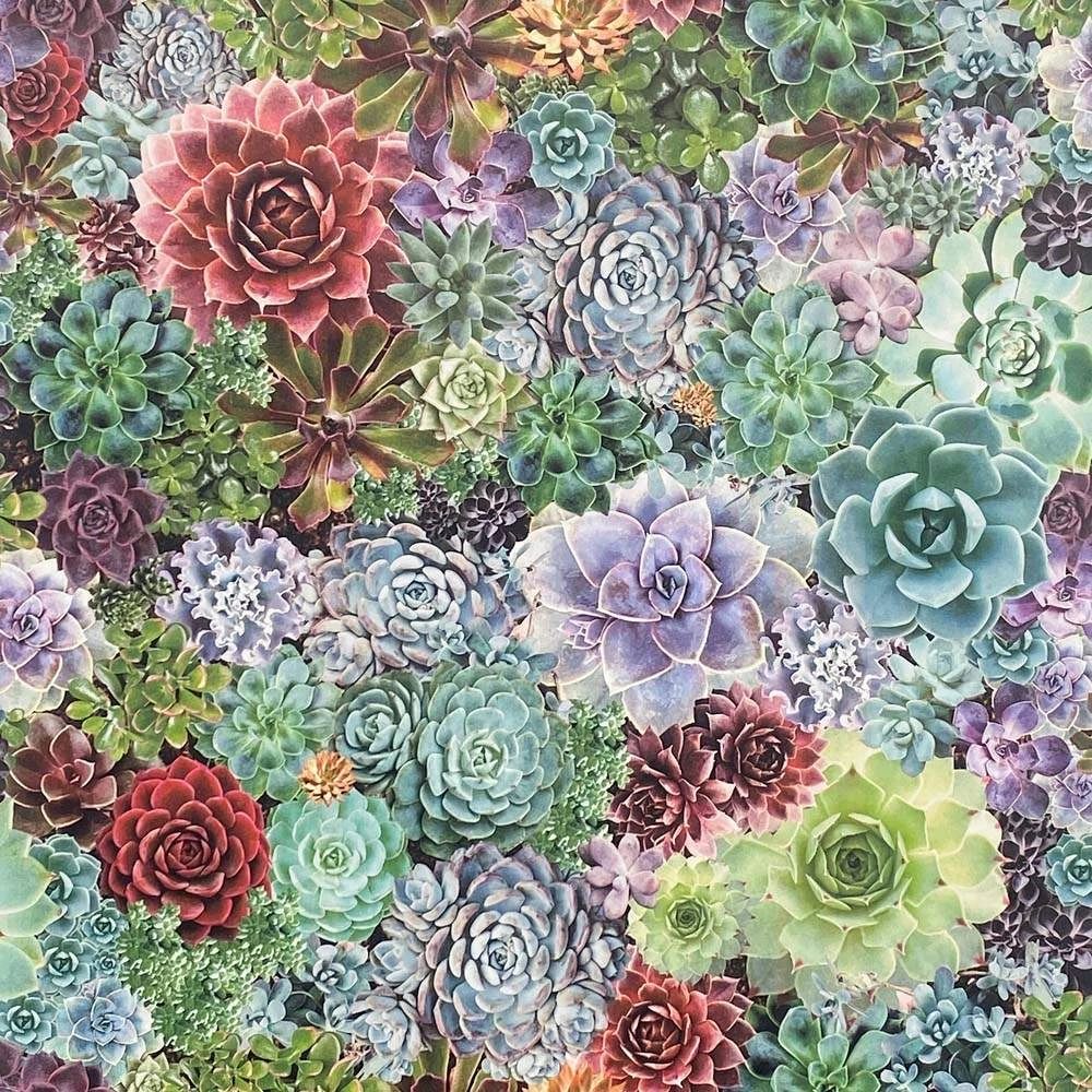 Succulent Living Wall Multi Floral Wallpaper 259402