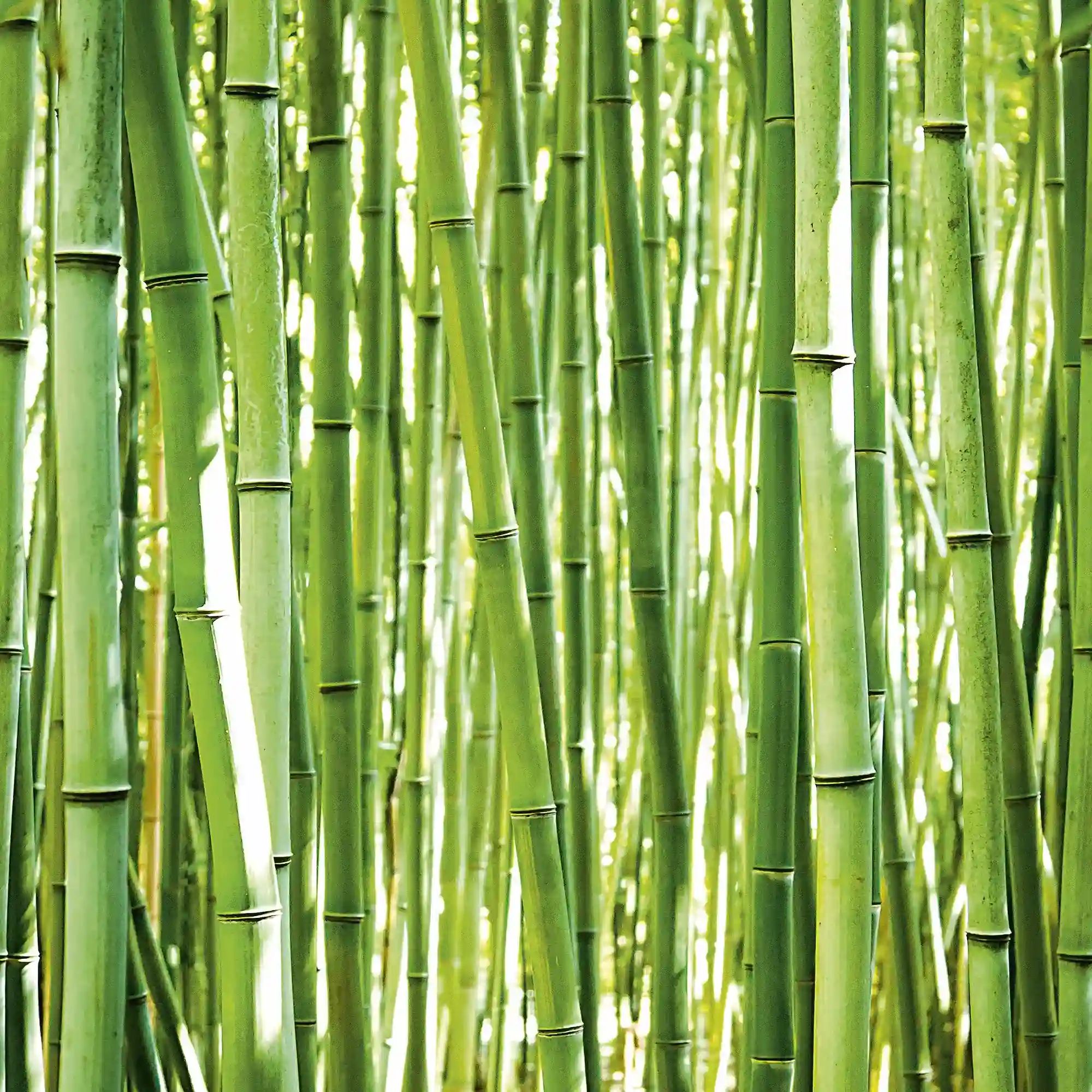 Bamboo Mural Wallpaper A36901
