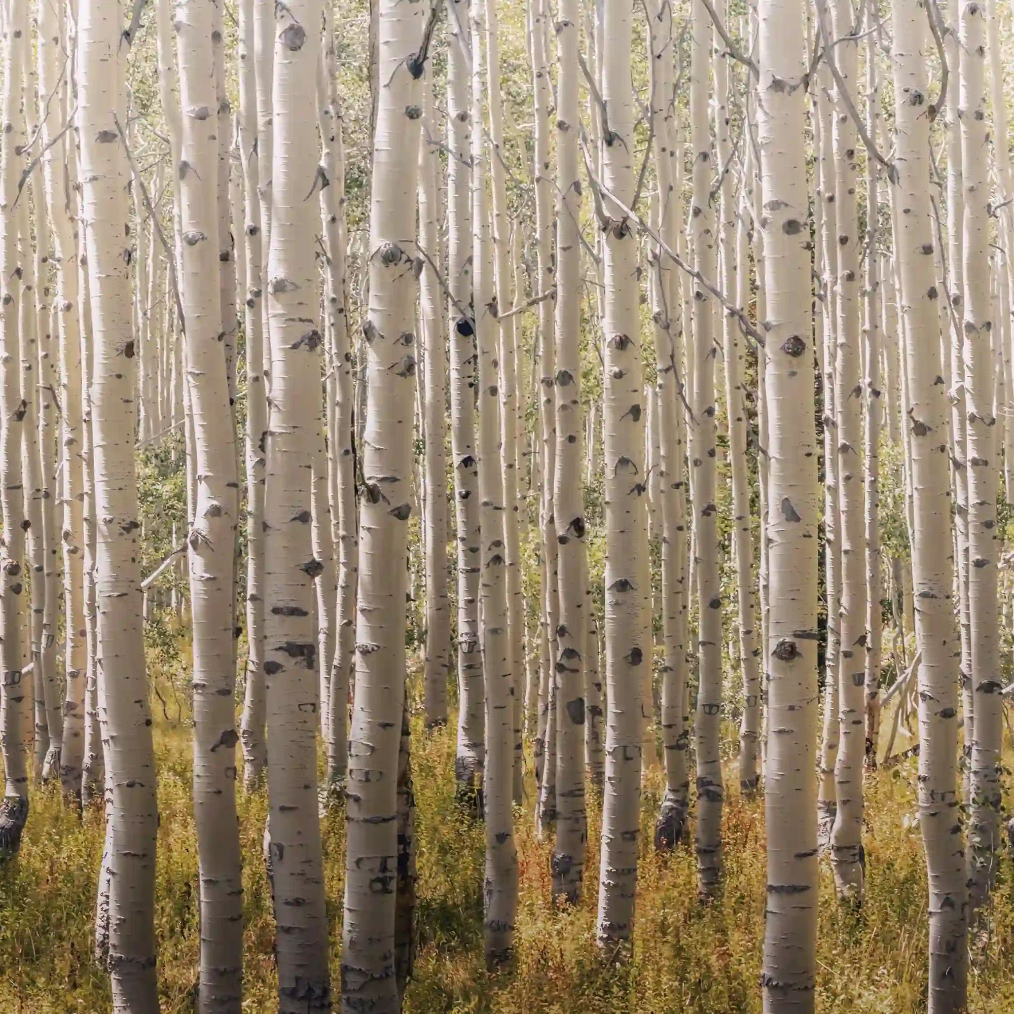 Grandeco Birch Tree Mural Wallpaper A42601